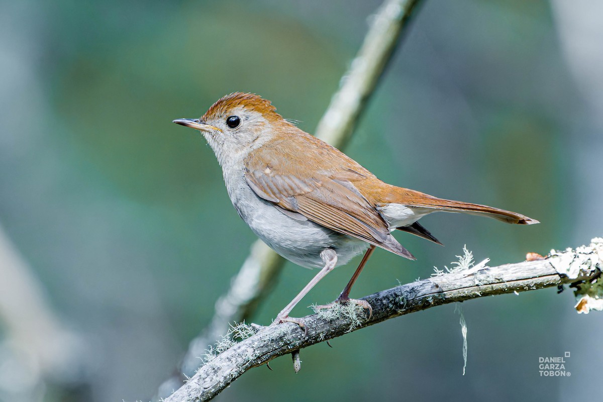 Russet Nightingale-Thrush - ML620607447