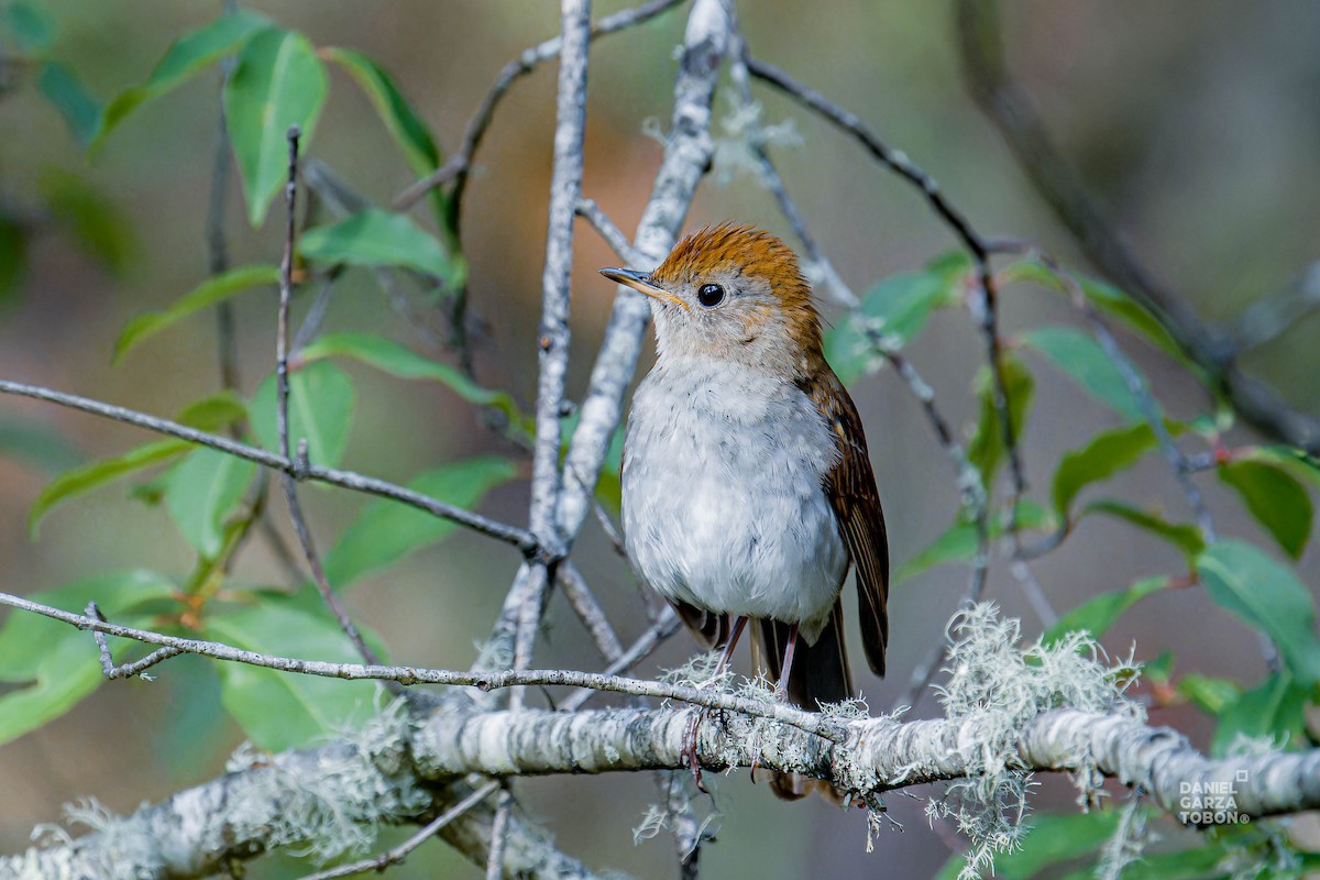 Russet Nightingale-Thrush - ML620607449