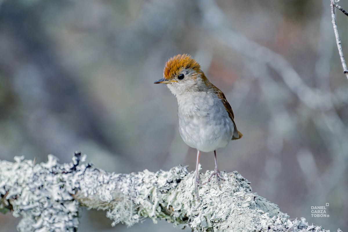 Russet Nightingale-Thrush - Daniel  Garza Tobón