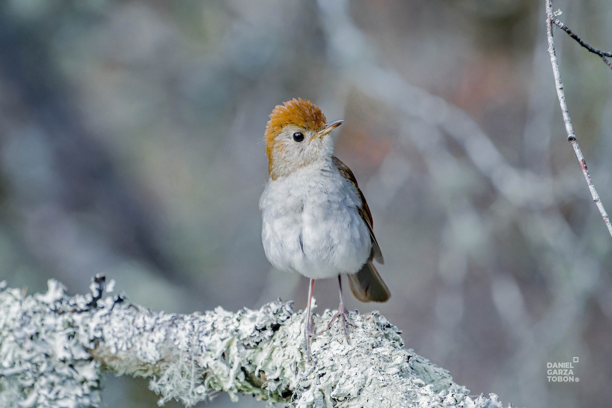 Russet Nightingale-Thrush - ML620607451