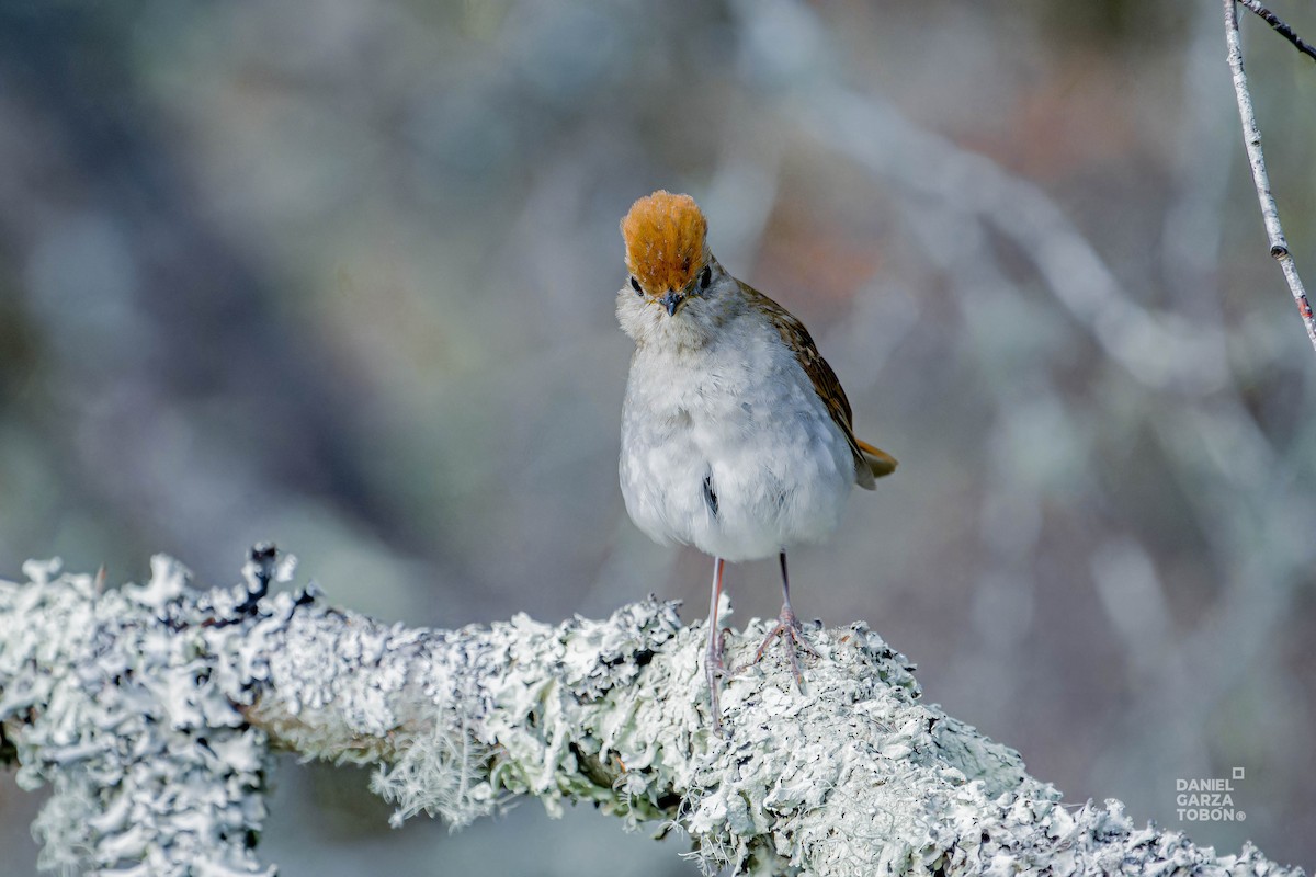 Russet Nightingale-Thrush - Daniel  Garza Tobón