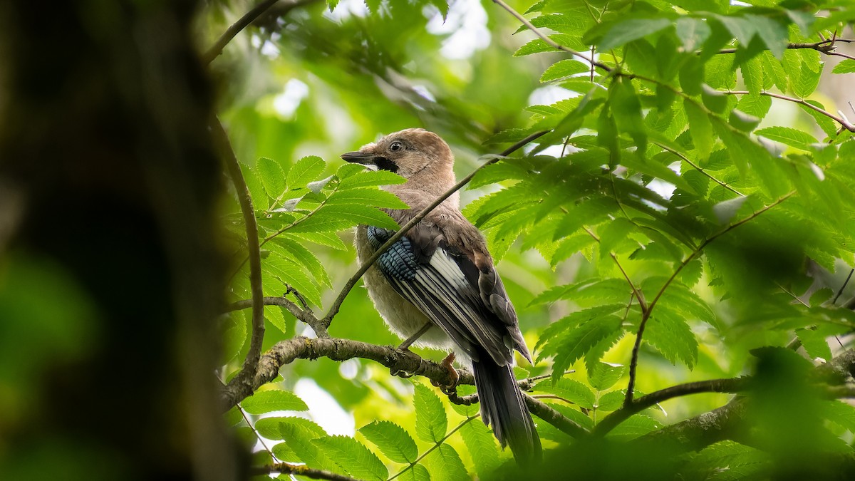 Eurasian Jay - ML620607455