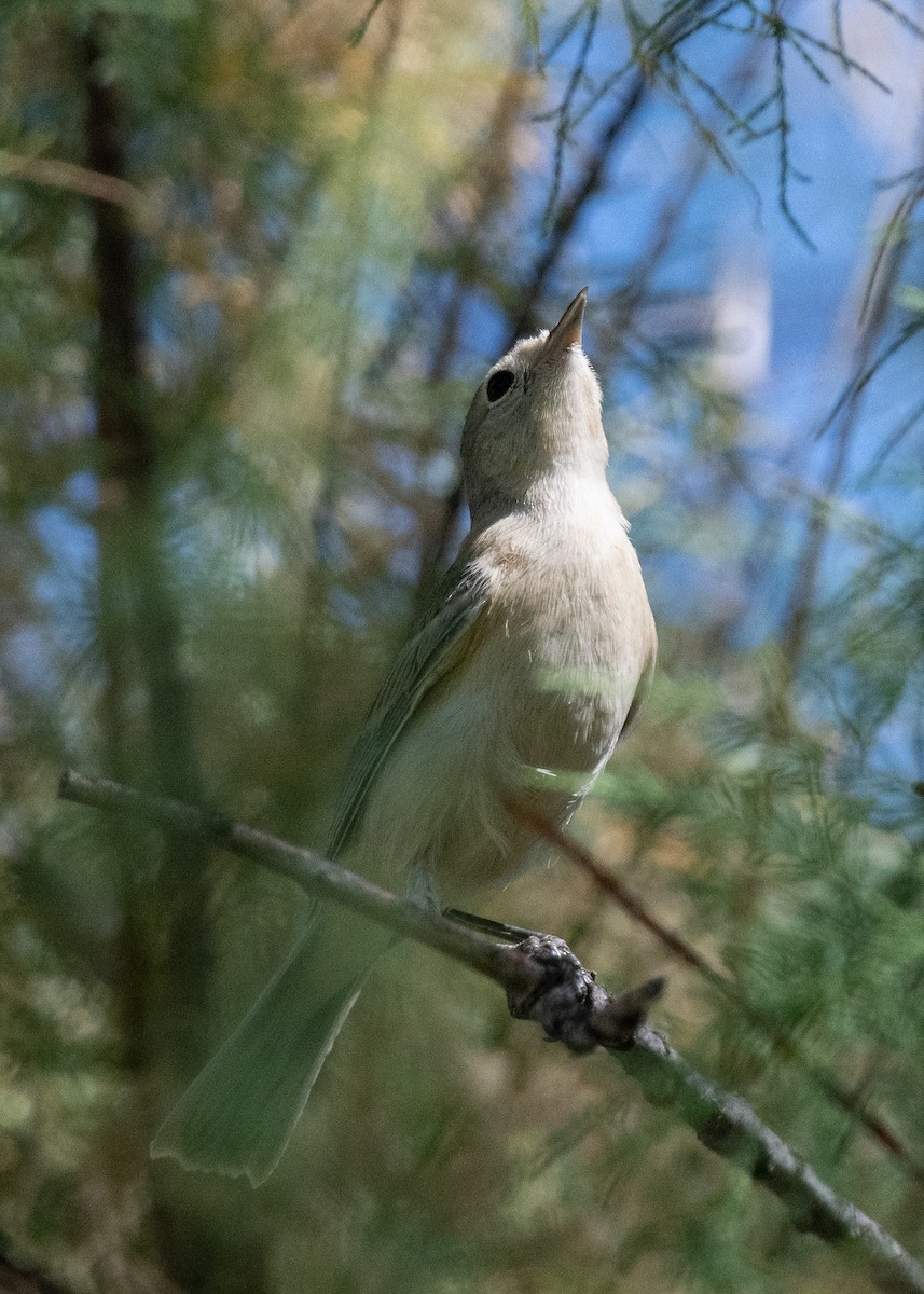 Lucy's Warbler - ML620607461
