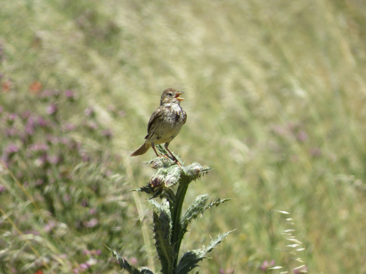 Corn Bunting - ML620607462