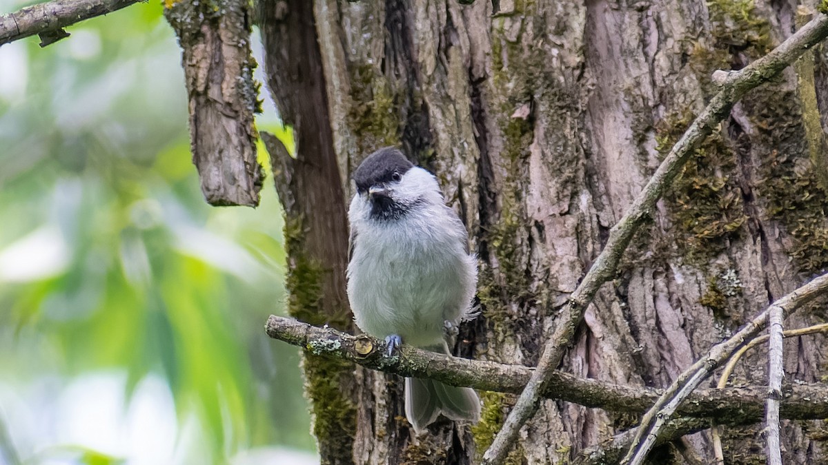 Marsh Tit - ML620607468