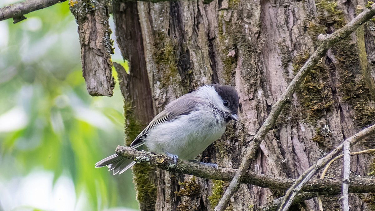 Marsh Tit - ML620607470