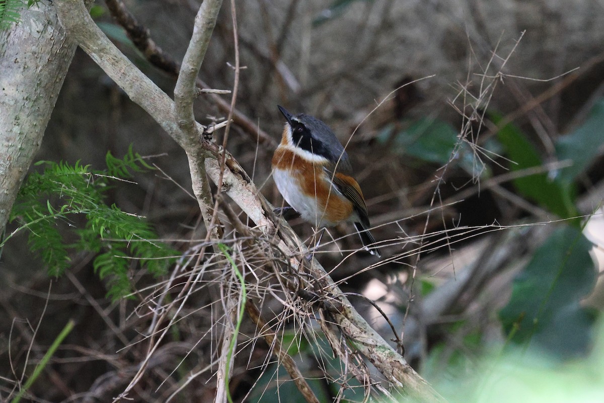 Cape Batis - ML620607472