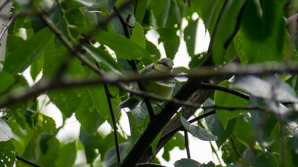 Eurasian Blue Tit - ML620607473