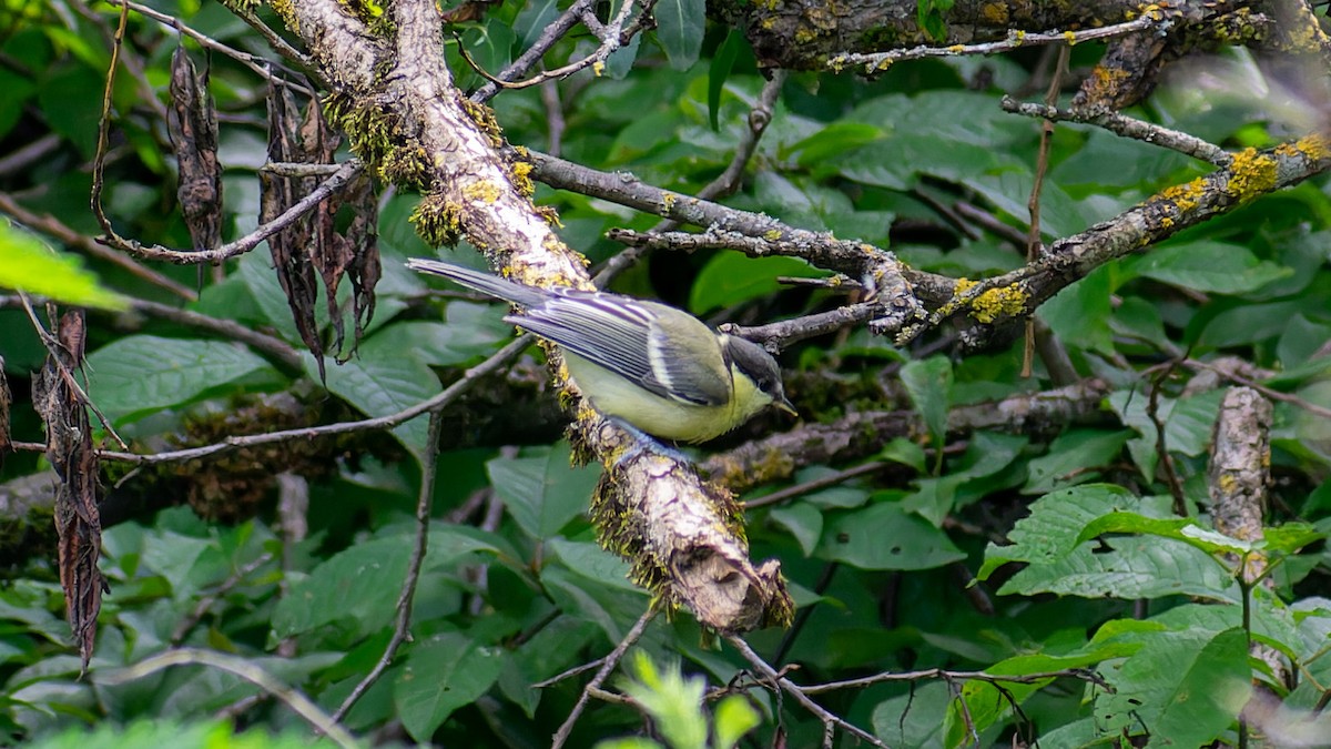 Great Tit - ML620607478