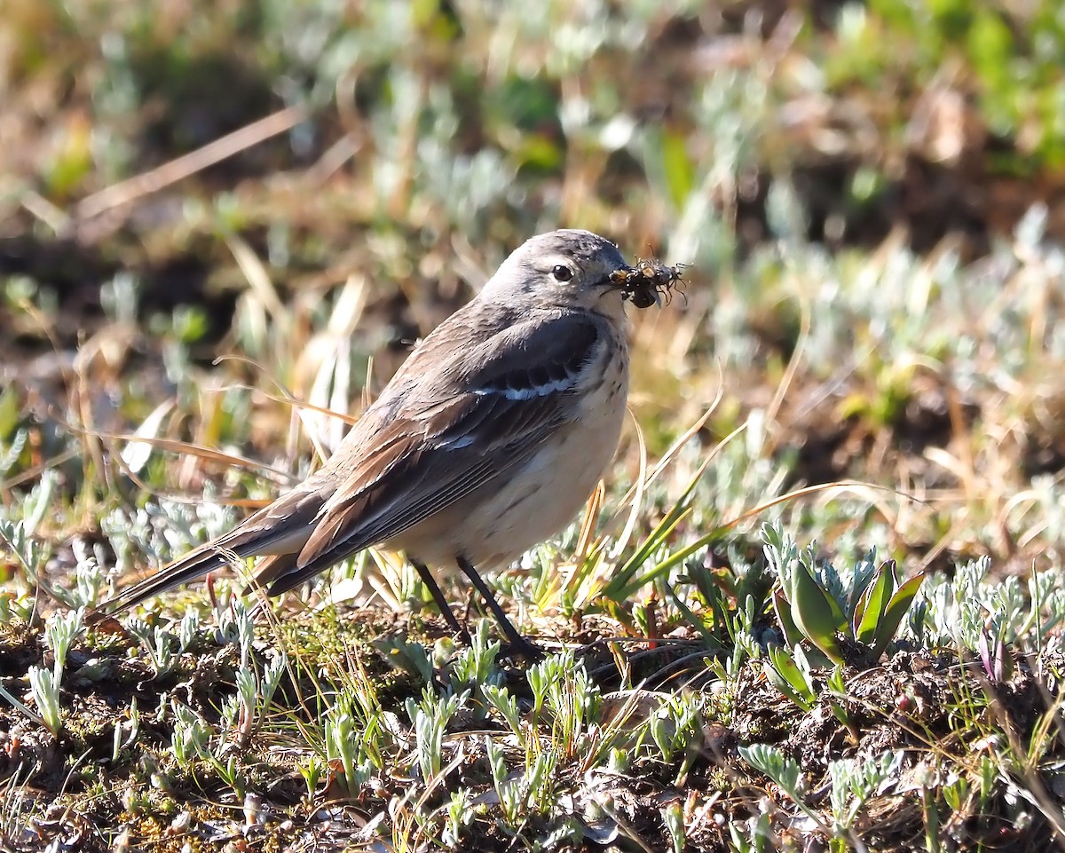 Pipit d'Amérique - ML620607479