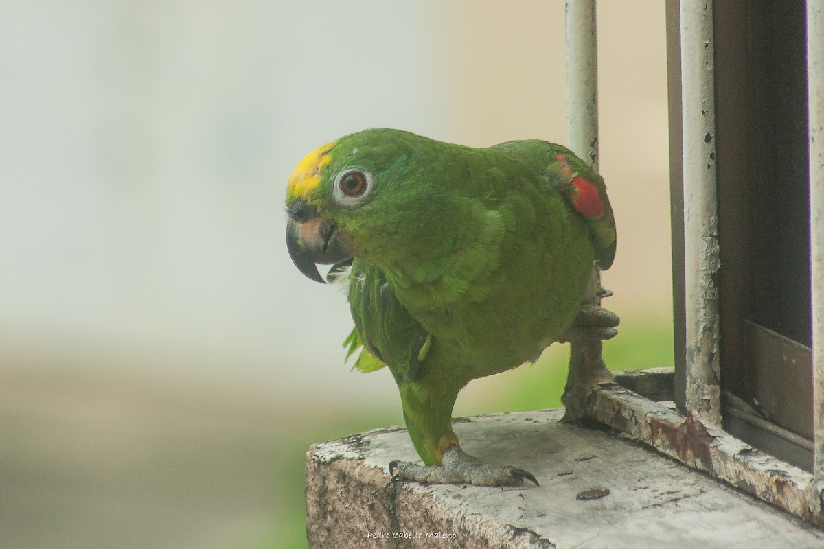 Yellow-crowned Parrot - ML620607480