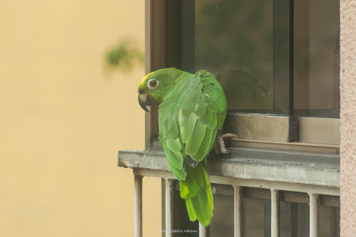 Yellow-crowned Parrot - ML620607481
