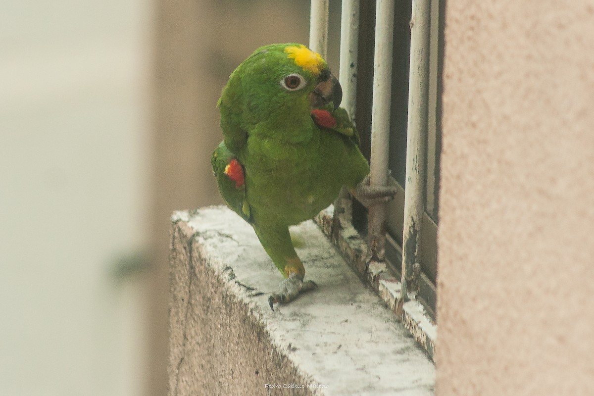 Yellow-crowned Parrot - ML620607482