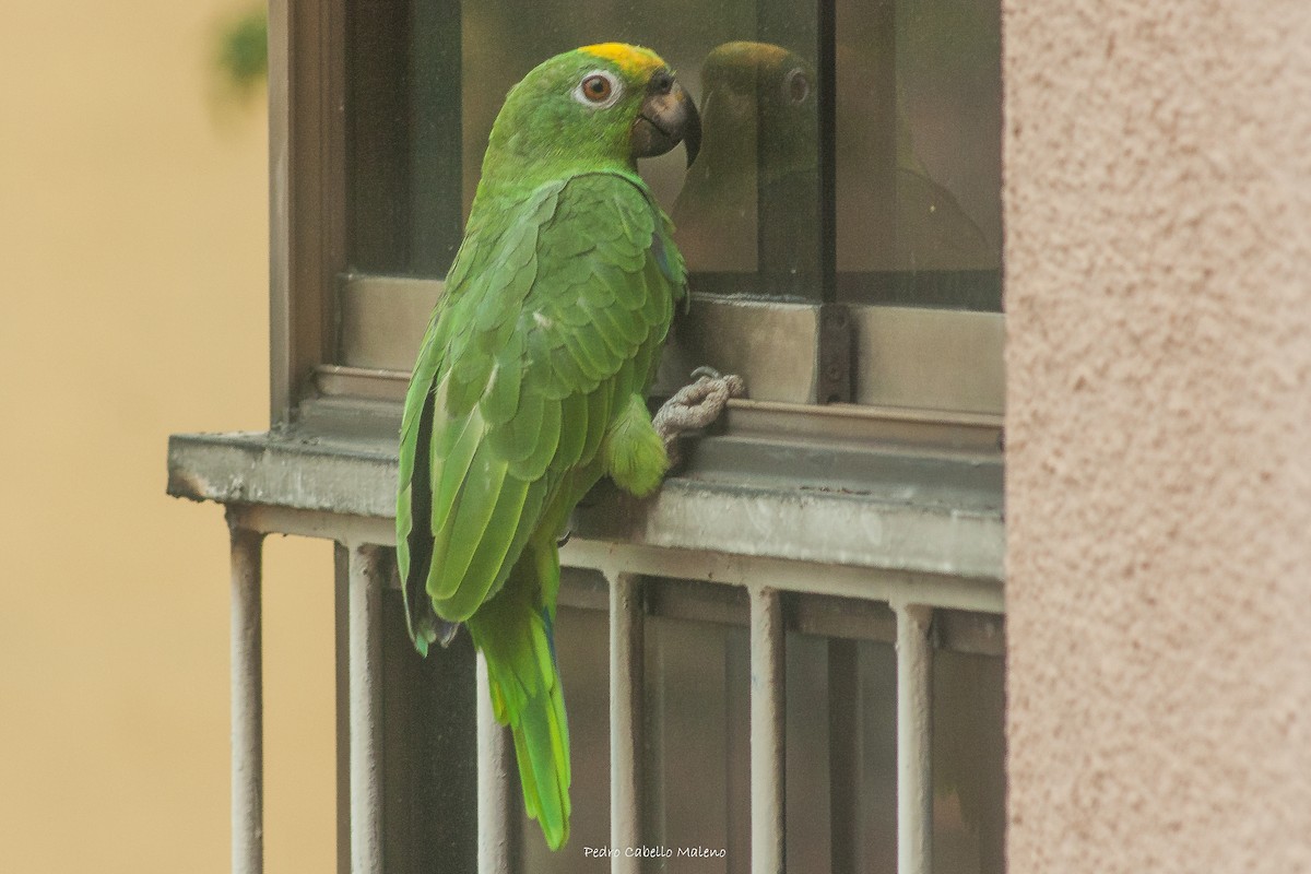 Yellow-crowned Parrot - ML620607483