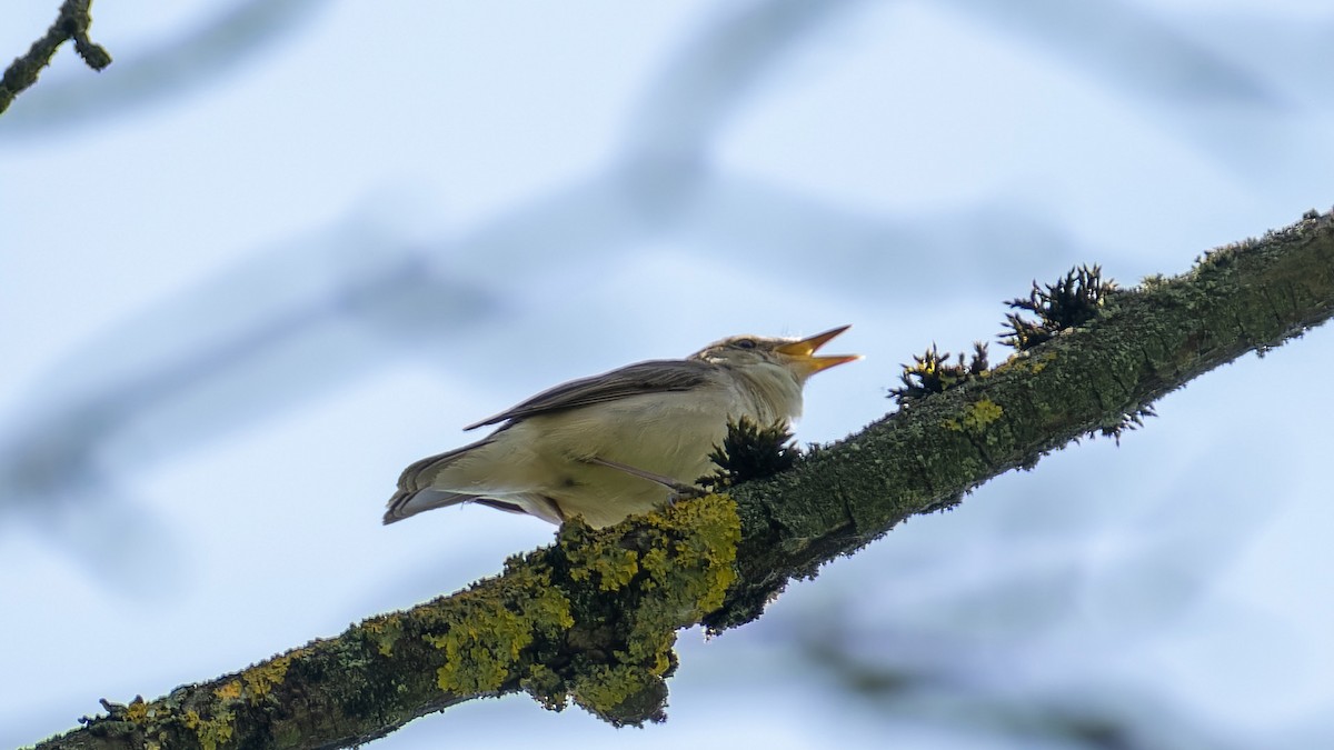 Icterine Warbler - ML620607487