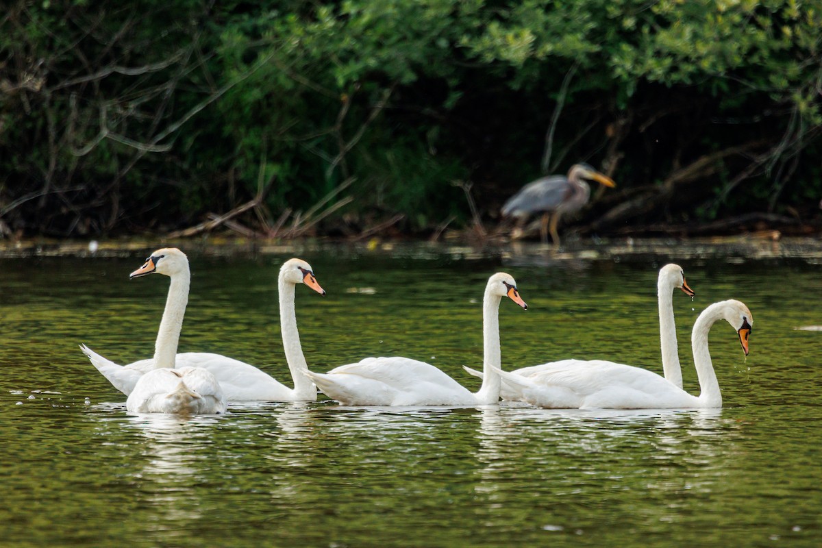 Mute Swan - ML620607488