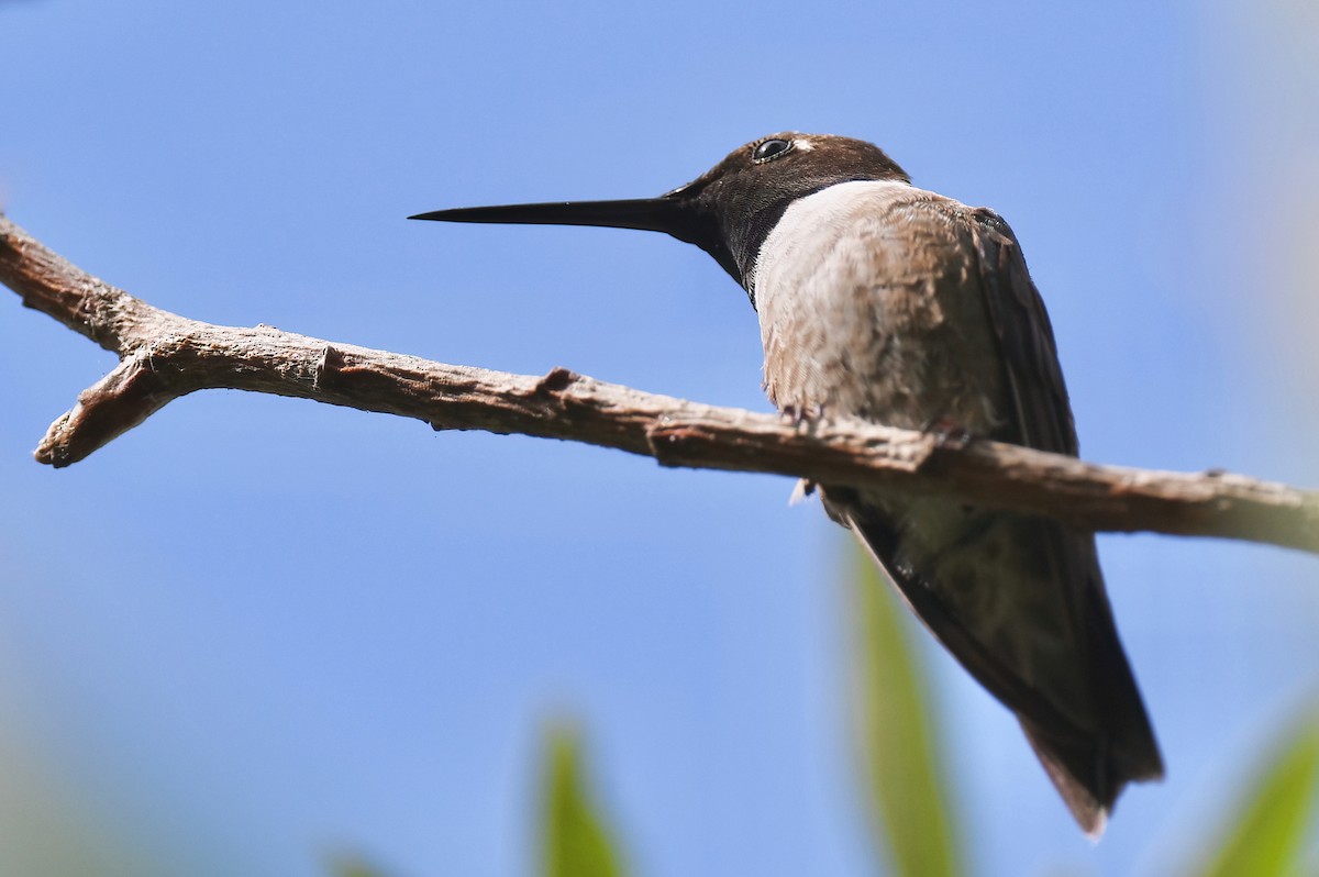 Black-chinned Hummingbird - ML620607489