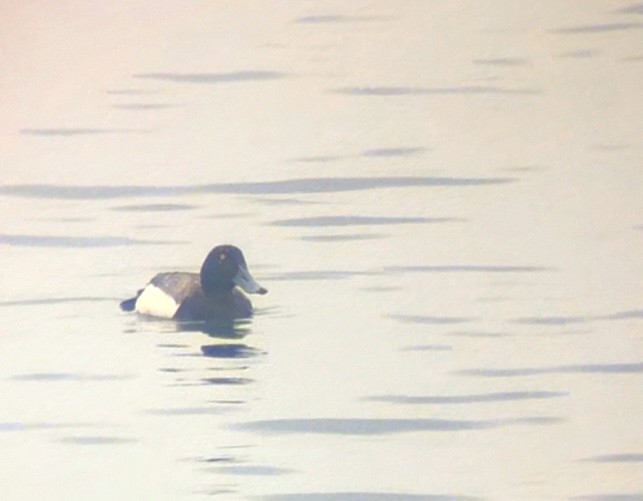 Greater Scaup - ML620607490