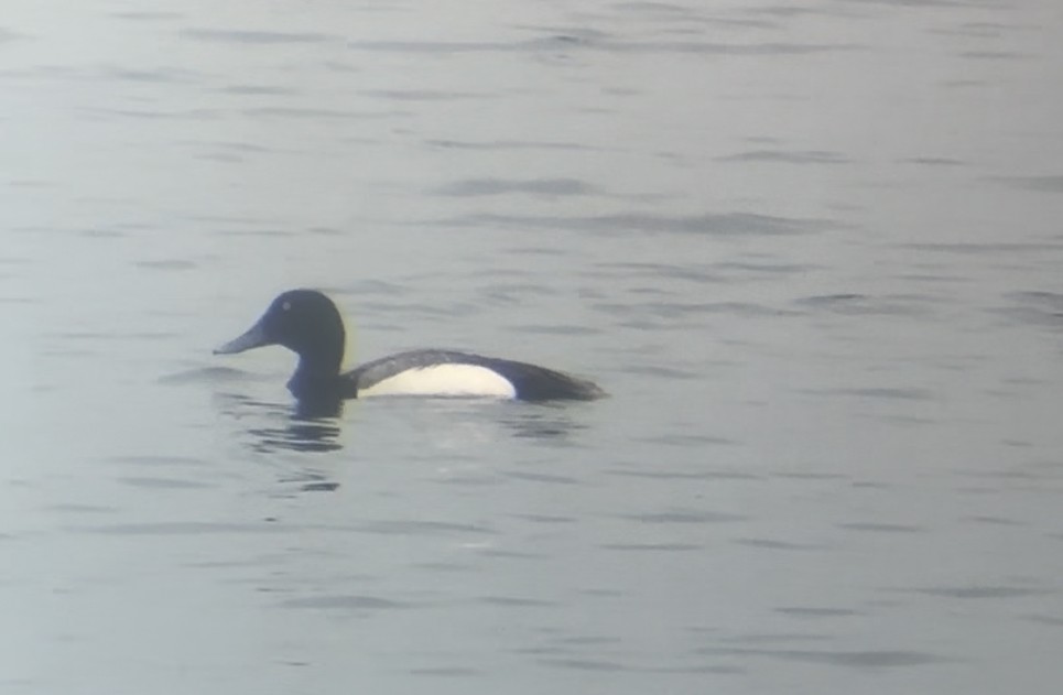 Greater Scaup - ML620607491