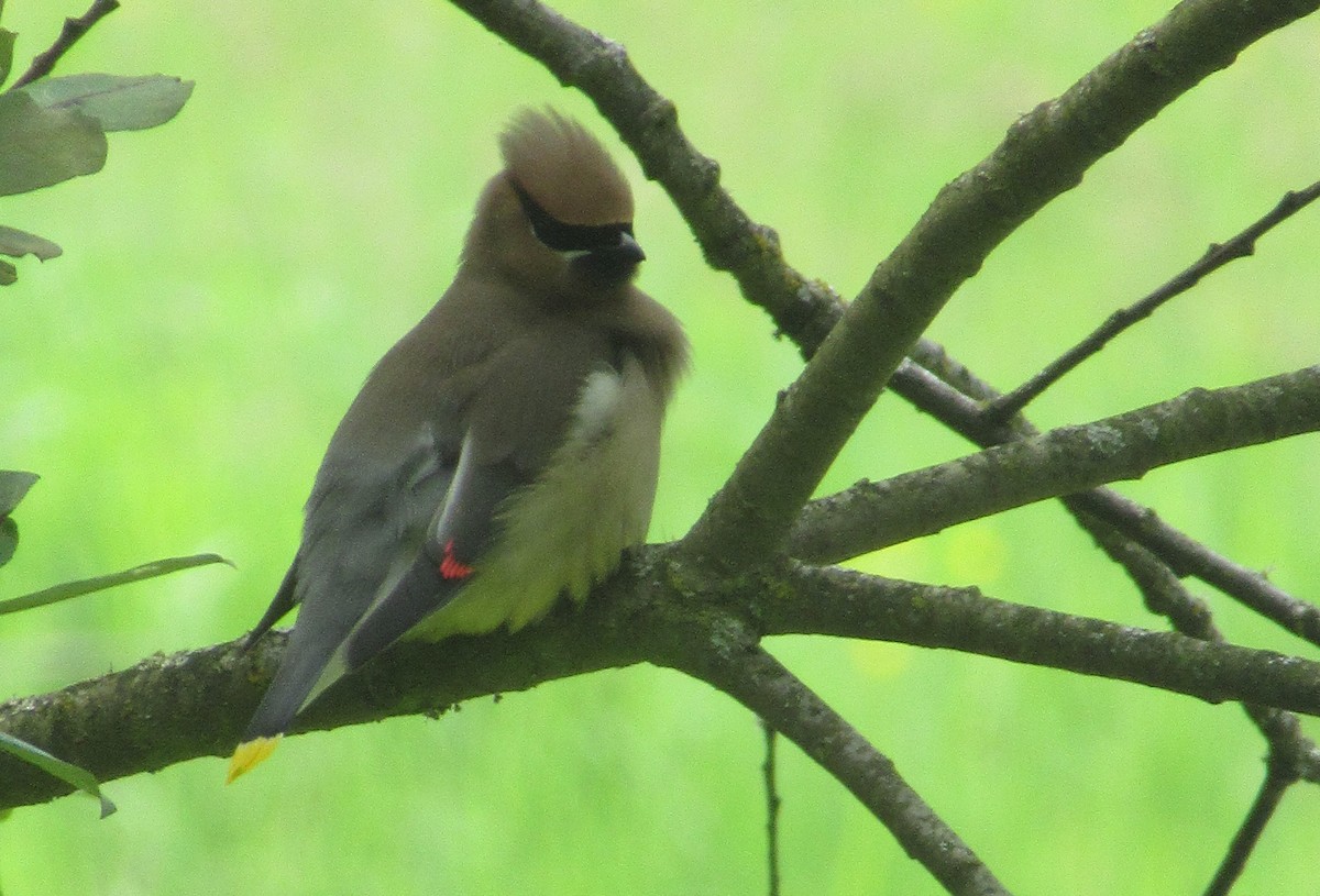 Cedar Waxwing - ML620607496