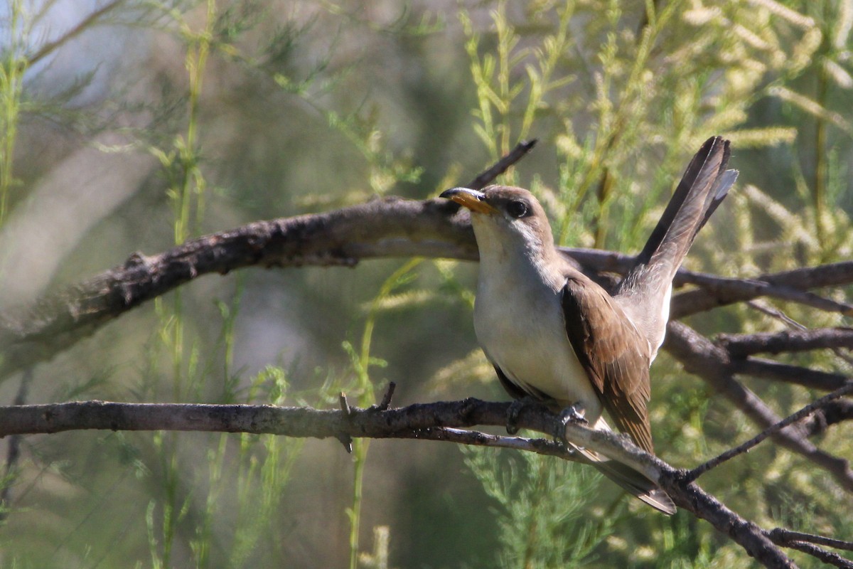 Yellow-billed Cuckoo - ML620607499