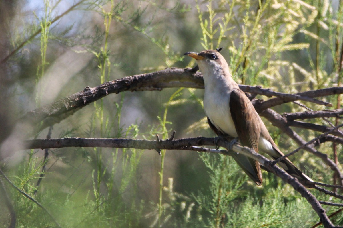 Yellow-billed Cuckoo - ML620607501