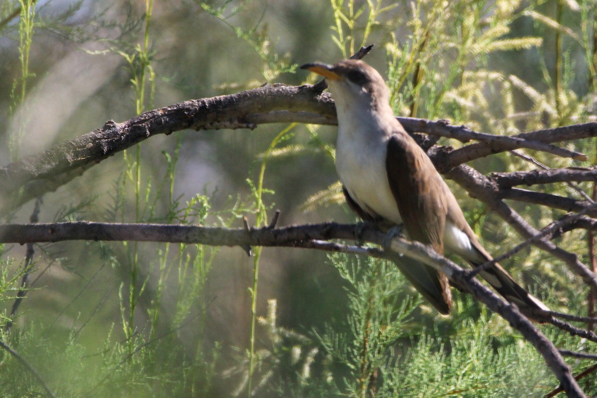 Yellow-billed Cuckoo - ML620607503