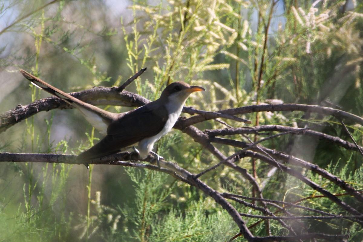 Yellow-billed Cuckoo - John Wilson