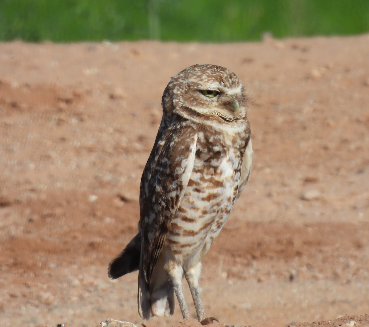Burrowing Owl - ML620607508