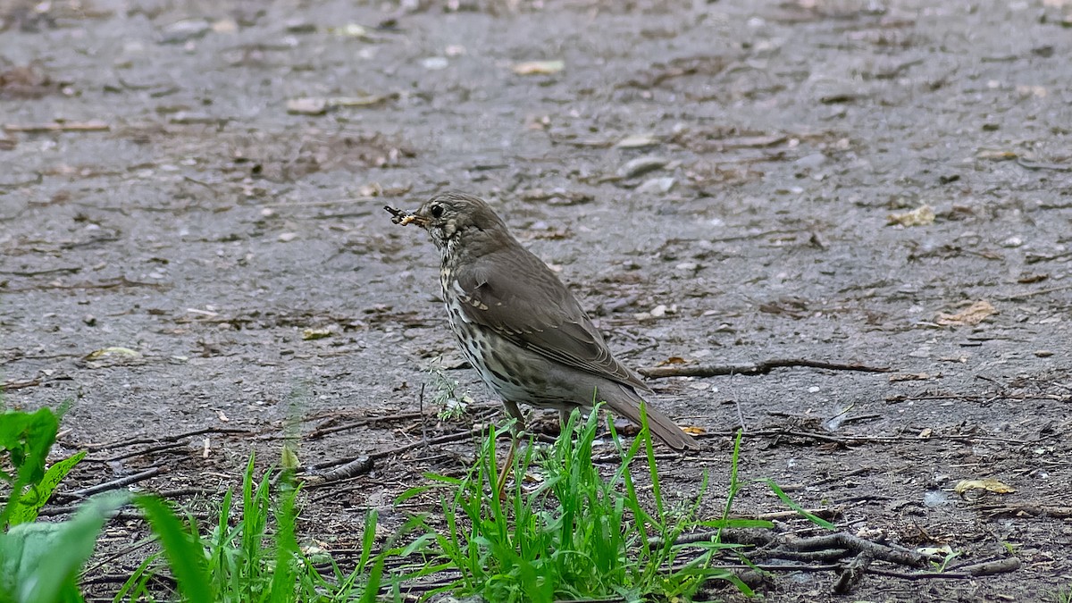 Song Thrush - ML620607510