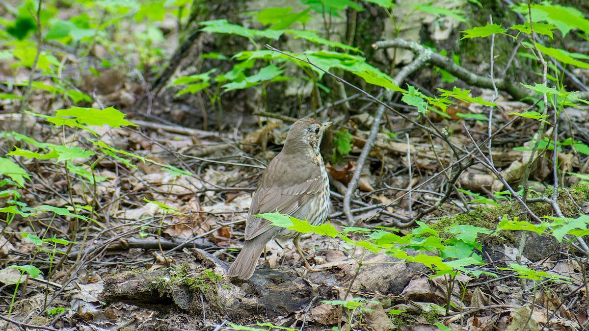 Song Thrush - ML620607515