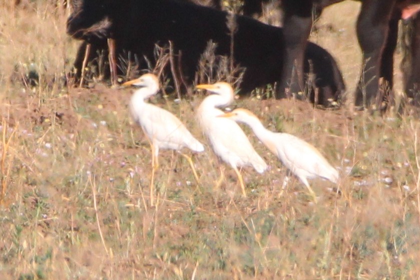 Western Cattle Egret - ML620607517