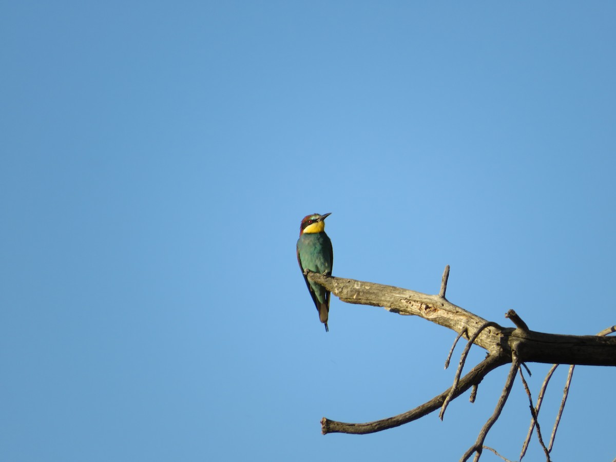 European Bee-eater - ML620607518