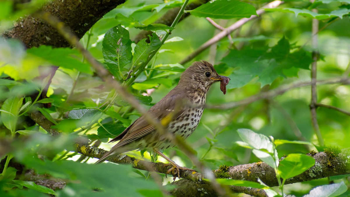 Song Thrush - ML620607524