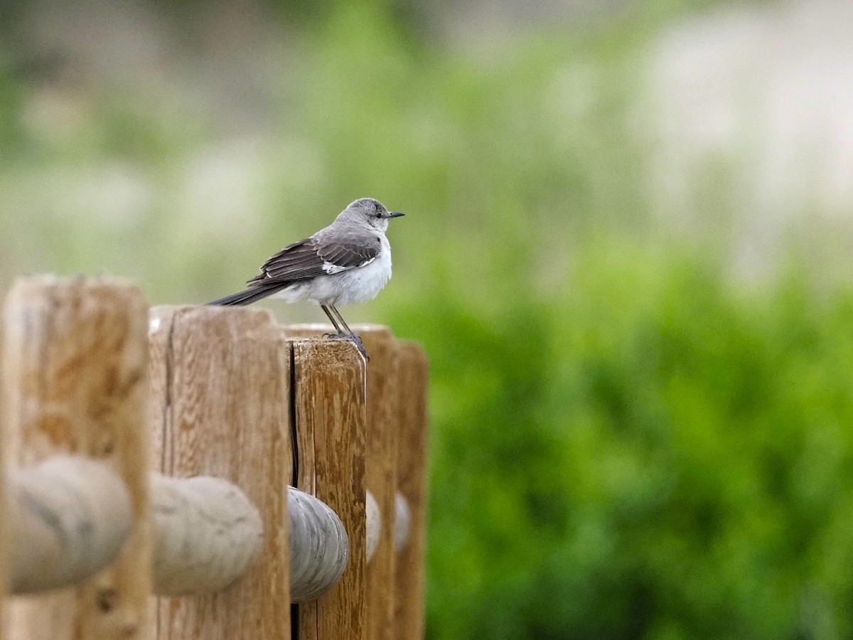 Northern Mockingbird - ML620607525