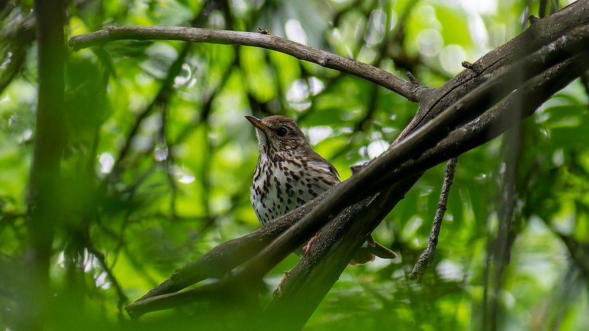 Song Thrush - Olga Kozlova