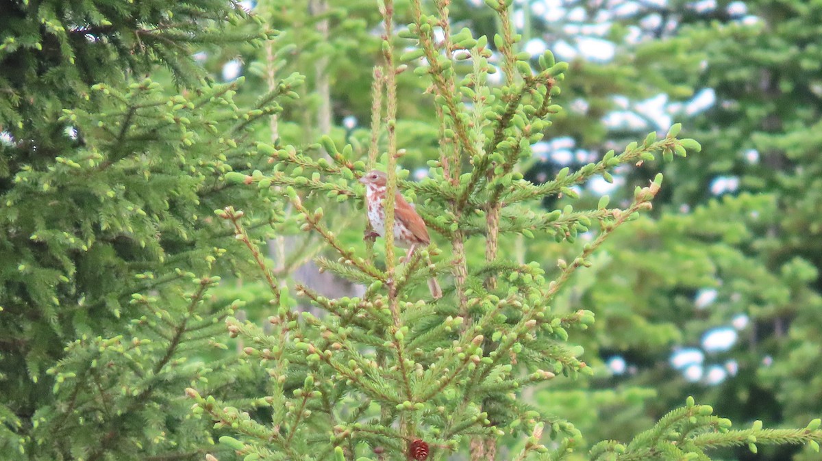 Fox Sparrow - ML620607527