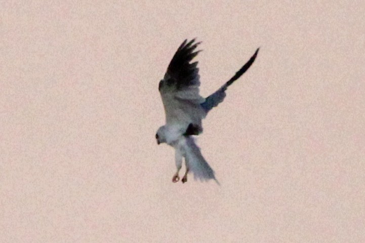 White-tailed Kite - ML620607532