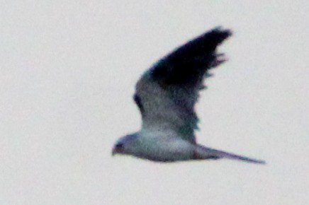 White-tailed Kite - ML620607533