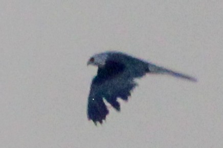 White-tailed Kite - ML620607535
