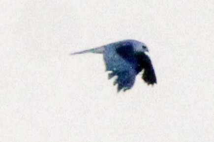White-tailed Kite - ML620607536