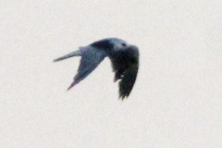 White-tailed Kite - ML620607537