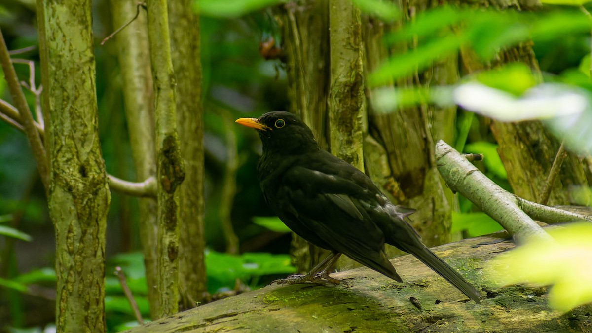 Eurasian Blackbird - ML620607538