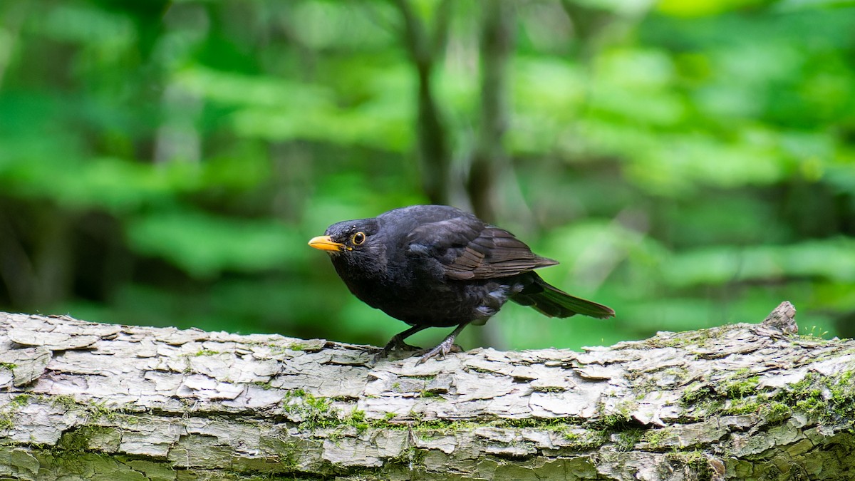 Eurasian Blackbird - ML620607540