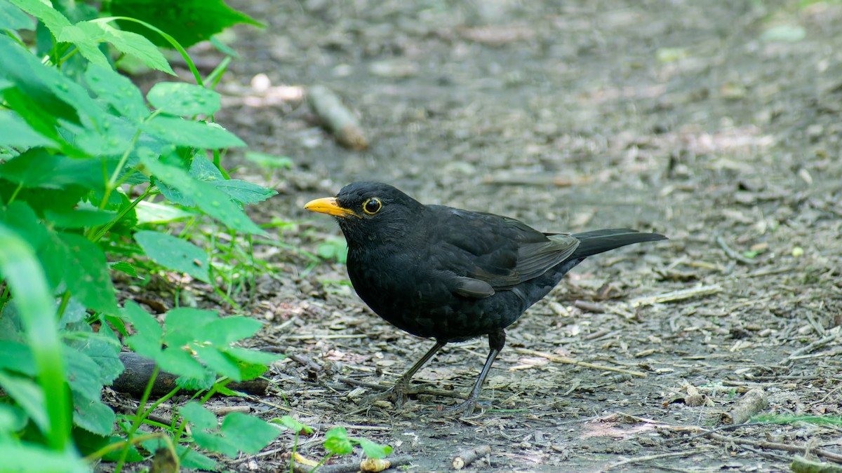 Eurasian Blackbird - ML620607544