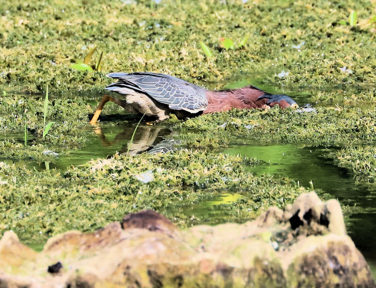 Green Heron - ML620607545