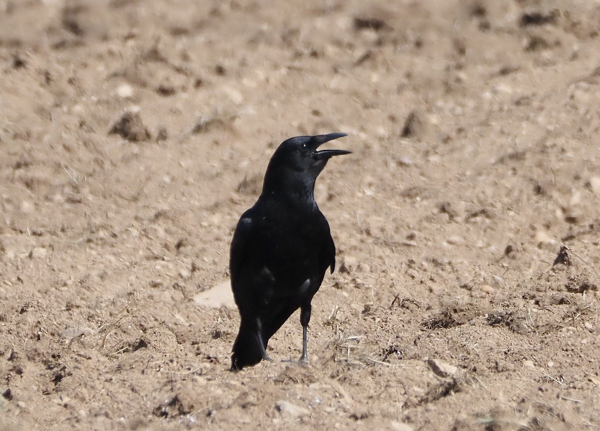 American Crow - ML620607547