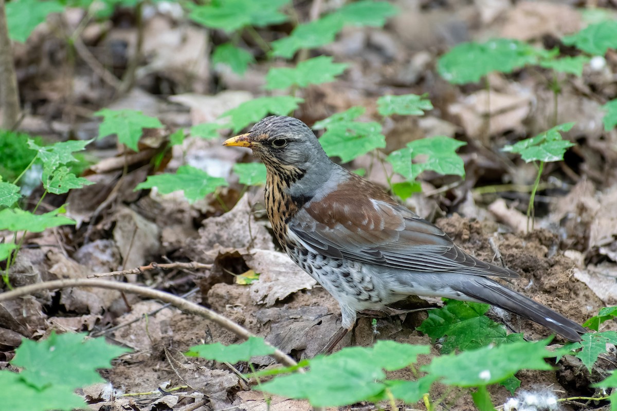 Fieldfare - ML620607550