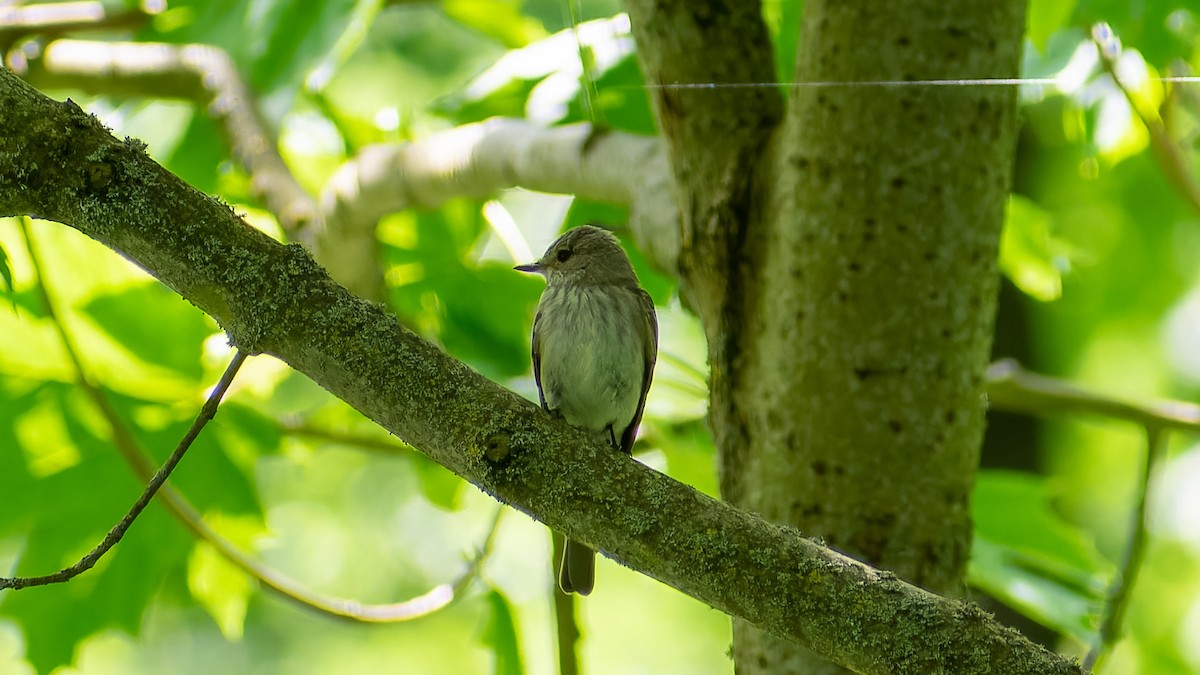 Spotted Flycatcher - ML620607552