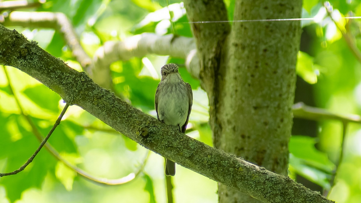 Spotted Flycatcher - ML620607555